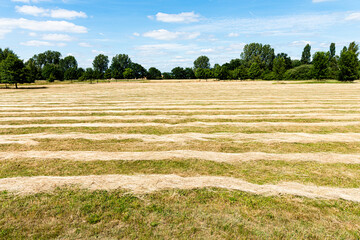Nature stripes texture background of furrows in a wheat field after grain harvest.