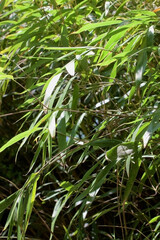 bamboo leaf pattern and texture closeup vertical