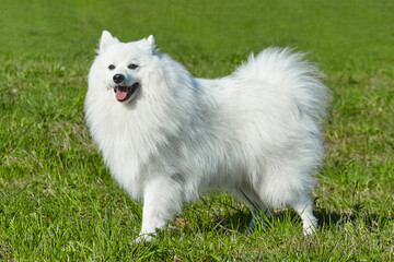 purebred white japanese spitz in spring against a background of grass. portrait of a young playful dog - obrazy, fototapety, plakaty
