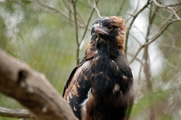 this is a close up of a black breasted buzzard