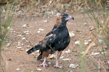 the black breasted buzzard just ate a chick you can see the left over feathers