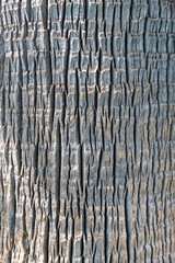 Textured bark on a tree trunk. High quality photo