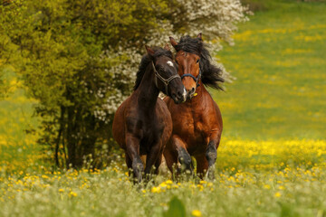 A young noriker horse and an adult south german draft horse on a pasture in spring outdoors