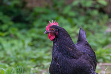 Beautiful black hen posing in the garden on a sunny day