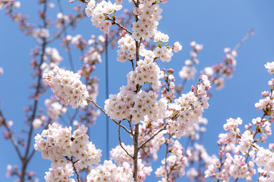 cherry bloosom tree