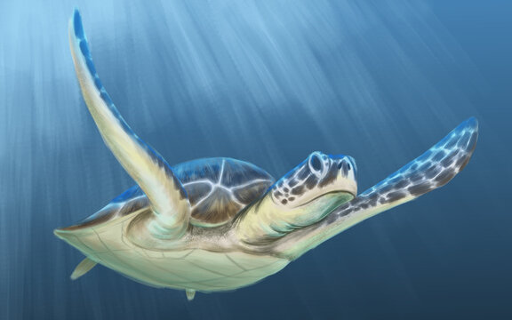 ilustraci&oacute;n de tortuga marina nadando en el oceano con las aletas elevadas, tortuga caguama cheloniidae 