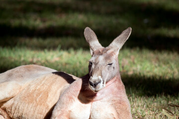 the male red kangaroo is a reddish brown