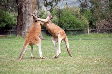 the male red kangaroos body is a shade of red fur his head is grey with a white muzzle and black...