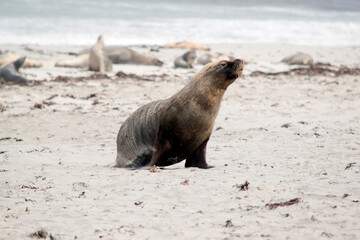 the male sea lion is walking across the beach at seal bay