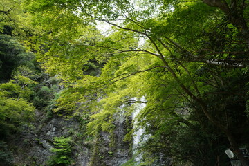 箕面の滝