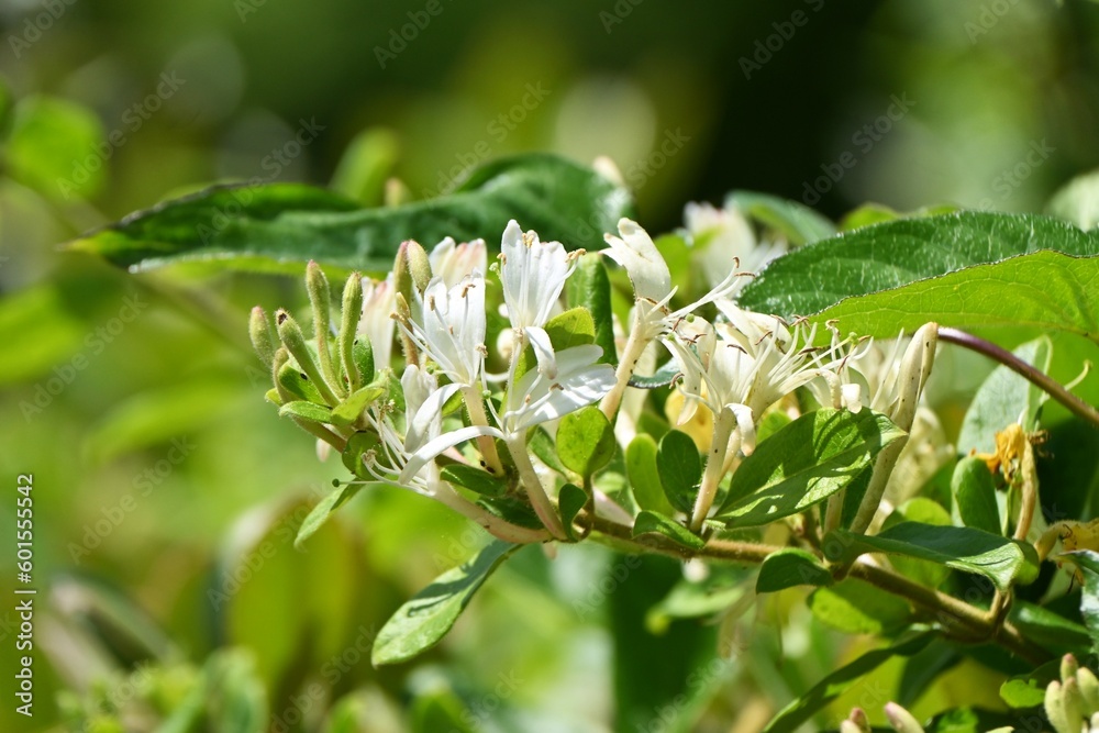 Poster japanese honeysuckle ( lonicera japonica ) flowers. caprifoliaceae evergreen vine shrub. sweet-scent