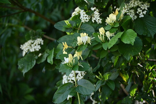 Japanese honeysuckle ( Lonicera japonica ) flowers.
Caprifoliaceae evergreen vine shrub. Sweet-scented white flowers bloom in early summer, gradually turning yellow.