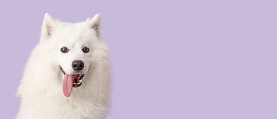 Cute Samoyed dog on lilac background with space for text
