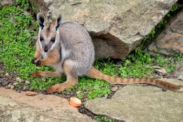 the yellow footed rock wallaby has a grey body with tan arms and a white chest and a long tail