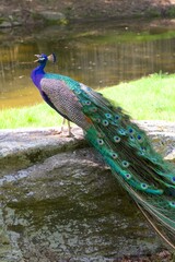 Obraz premium peacock calling in profile standing ona rock with grass and water in the background