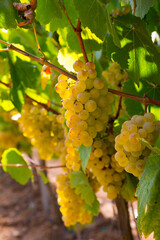 Ripe white grapes on branch with blurred vineyard background