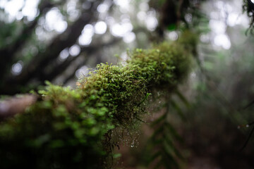 green moss on tree