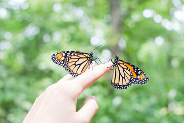 Two Monarch Butterflies on a hand
