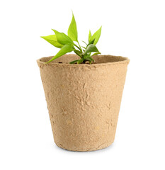 Peat pot with green seedling on white background