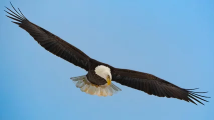Poster Im Rahmen bald eagle in flight © Chris Davidson