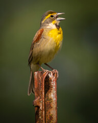 dickcissel singing while perched on a metal post