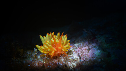 Fototapeta na wymiar A nudibranch crawling on the sub-straight 