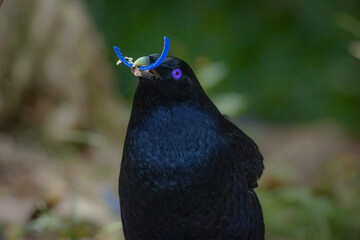 A male Satin Bowerbird with blue plastic in its beak