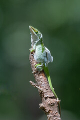 A green anole in a Texas garden.