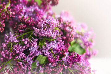 Obraz premium Purple and pink lilac flowers with green leaves, spring bloom and floral beauty, nature background