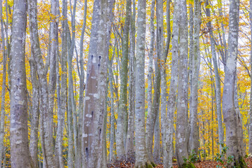 Fototapeta premium 秋色のブナ林