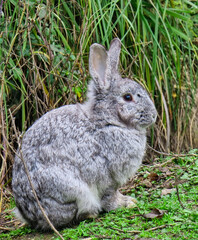 conejo