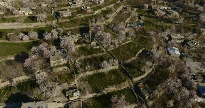 Aerial view of apricot trees blooming in Aliabad, Hunza Valley, Gilgit Baltistan, Pakistan, Karakoram range of the Himalayas
