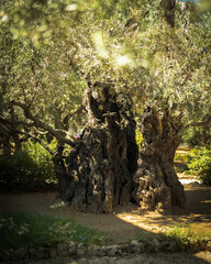 Fototapeta premium tree in the park
