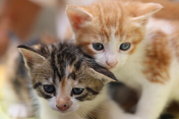 Fototapeta na wymiar Close up portrait of tow beautiful kittens