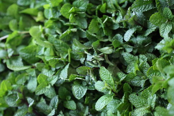 Green Mint leaves background