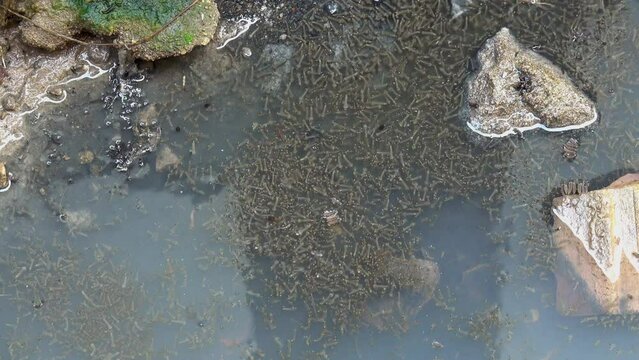 Group of mosquito larvae in a puddle of water