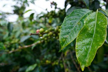 Coffee tree leaves with raindrops on in background coffee tree field                              