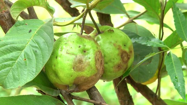 Drosophila pierces the guava fruit causing to rot