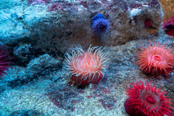 カラフルなアネモネ　イソギンチャク