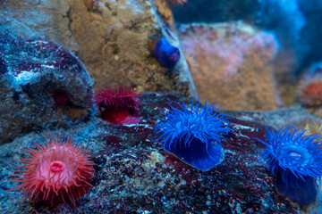 カラフルなアネモネ　イソギンチャク