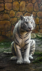 Tigre Sentado ( Sitting Tiger )