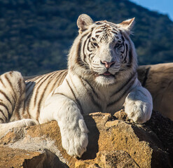 Tigre Branco Sobre Pedra ( White Tiger On Stone )