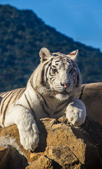 Tigre Branco Sobre Pedra ( White Tiger On Stone )