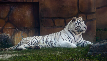 Tigre Branco deitado ( white tiger lying down )