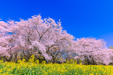 桜並木と菜の花畑　日本春風景