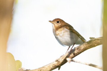 A type of thrush known as a veery (Catharus fuscescens), a cute little bird observed in spring in Sarasota, Florida