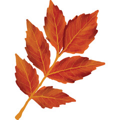 Autumn Leaves Clip art Element Transparent Background