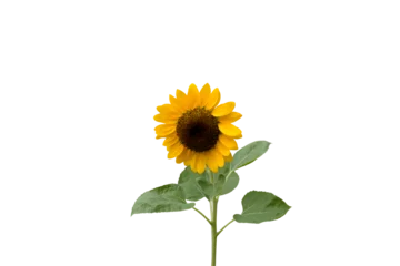 Rolgordijnen Isolated image of a blooming sunflower on a png file at transparent background. © Warawut