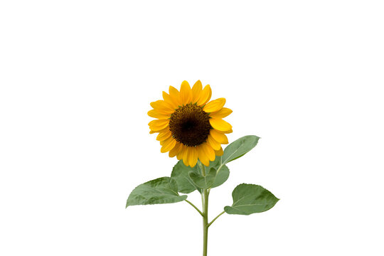 Isolated image of a blooming sunflower on a png file at transparent background.