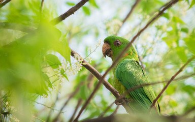 perico verde